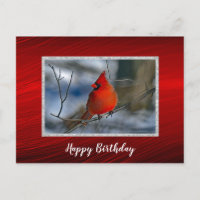Kardinal Red Winter Foto Geburtstag