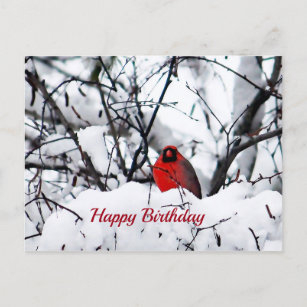 Kardinal Redbird Snow Foto Geburtstag Postkarte