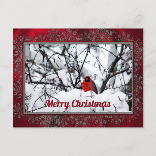 Kardinal Redbird Snow Foto Weihnachten Postkarte