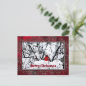 Kardinal Redbird Snow Foto Weihnachten Postkarte (Stehend Vorderseite)