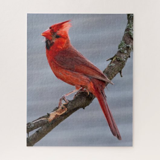 Kardinal - Roter Vogel - 16x20 - 520 Stk. Puzzle (Vertikal)