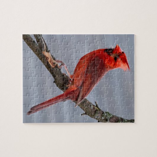 Kardinal - Roter Vogel - 8x10 - 110 Stk. Puzzle (Horizontal)