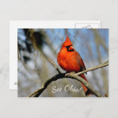 Kardinal (Siehe Ohio) Postkarte (Vorne/Hinten)