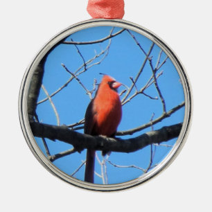 Kardinal Silbernes Ornament