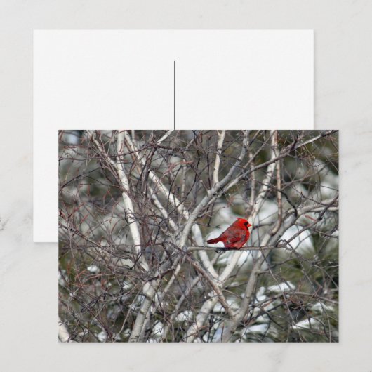Kardinal Snow Birch Tree Foto Postkarte (Vorne/Hinten)