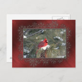 Kardinal Snow Pine Foto Postkarte (Vorne/Hinten)
