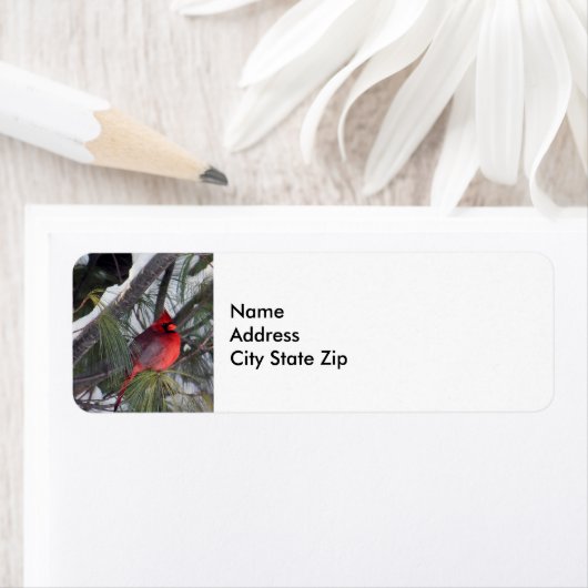 Kardinal Snow Pine Tree Foto (Insitu)