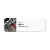 Kardinal Snow Pine Tree Foto (Vorne)