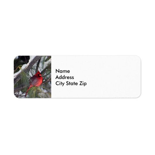 Kardinal Snow Pine Tree Foto (Vorne)