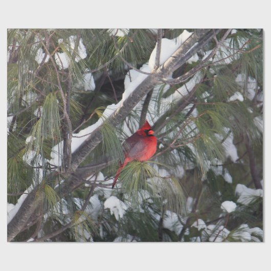 Kardinal Snow Pine Tree Foto Geschenkpapier (Flach)