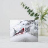 Kardinal Snow Postkarte (Stehend Vorderseite)