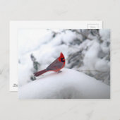 Kardinal Snow Postkarte (Vorne/Hinten)