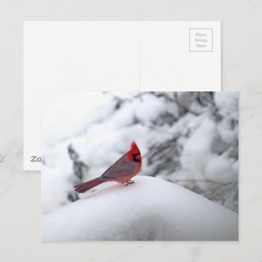 Kardinal Snow Postkarte (Vorne/Hinten)