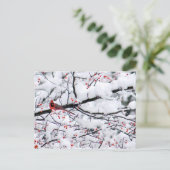 Kardinal Snow Tree Foto Postkarte (Stehend Vorderseite)