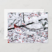 Kardinal Snow Tree Foto Postkarte (Vorne/Hinten)