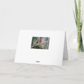 Kardinal Sommer Pose Karte (Rückseite)