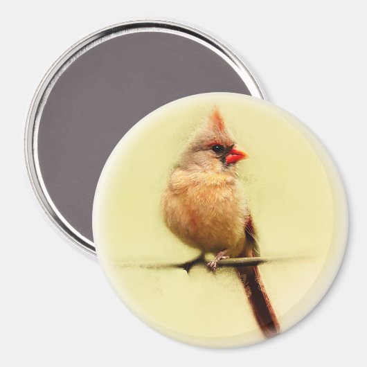 Kardinal Songbird Magnet (Vorderseite/Rückseite)