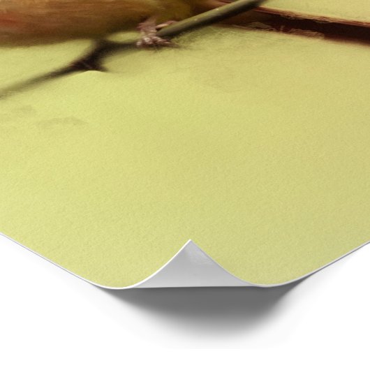 Kardinal Songbird Poster (Ecke)