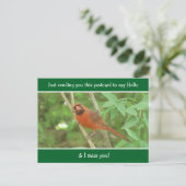 Kardinal Sprichwort Hallo und Miss You Postkarte (Stehend Vorderseite)