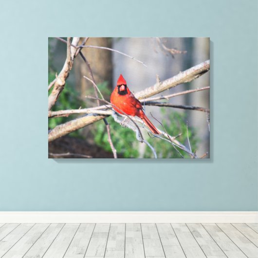 Kardinal Spring Woods Leinwanddruck (Insitu (Holzboden))