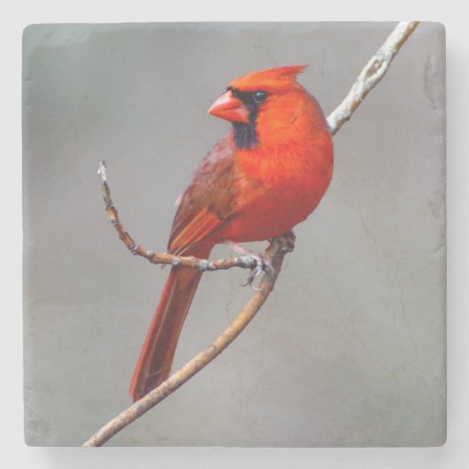 Kardinal Stone Untersetzer (Vorderseite)