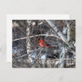 Kardinal Tree Postkarte (Vorne/Hinten)