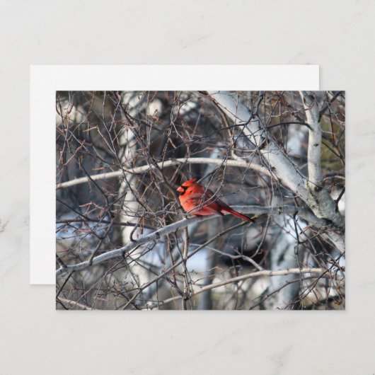 Kardinal Tree Postkarte (Vorne/Hinten)