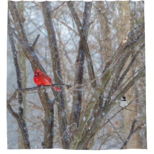 Kardinal und Chickadee Duschvorhang (Vorderseite)