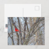 Kardinal und Chickadee Postkarte (Vorne/Hinten)