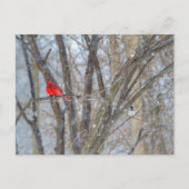 Kardinal und Chickadee Postkarte (Vorderseite)
