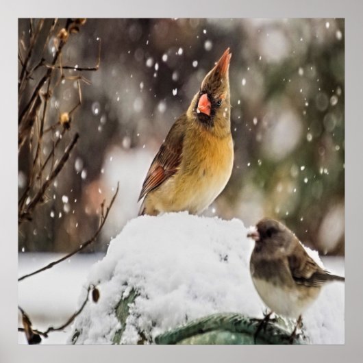 Kardinal und Funken im Schnee Poster (Vorne)