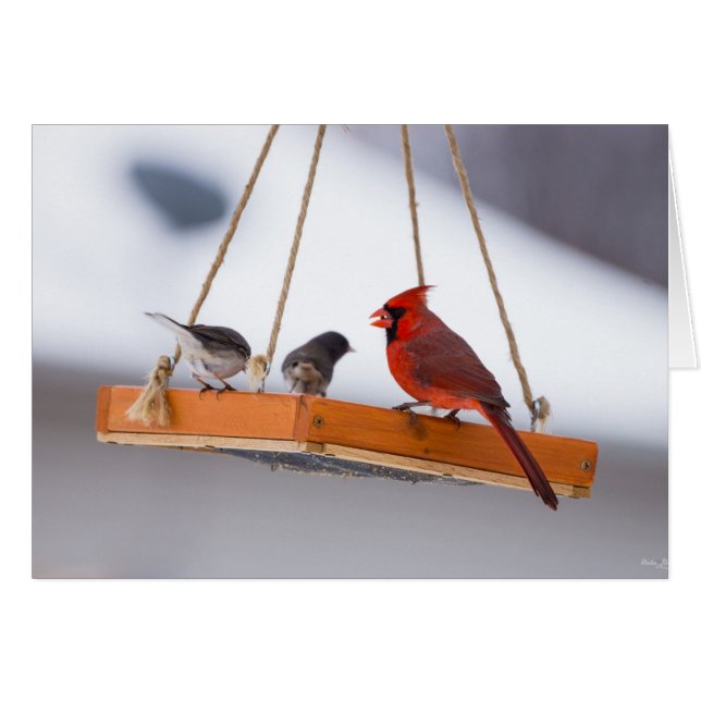 Kardinal und Juncos (Vorderseite (Horizontal))
