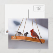 Kardinal und Juncos Postkarte (Vorne/Hinten)
