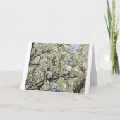 Kardinal unter weißen Blüten Karte (Rückseite)