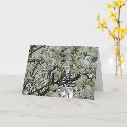 Kardinal unter weißen Blüten Karte (Gelbe Blume)
