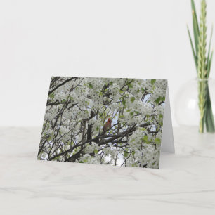 Kardinal unter weißen Blüten Karte