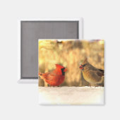 Kardinal Vögel im Herbstmagazin Magnet (Vorderseite/Rückseite)