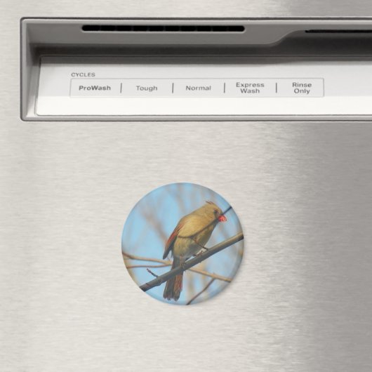 Kardinal/Vogel Magnet (In Situ (Geschirrspüler))