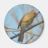 Kardinal/Vogel Magnet (Vorne)