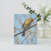 Kardinal/Vogel Postkarte (Stehend Vorderseite)