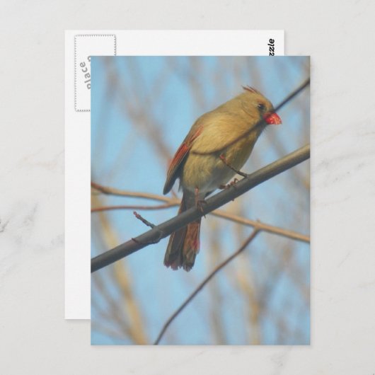 Kardinal/Vogel Postkarte (Vorne/Hinten)