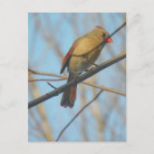 Kardinal/Vogel Postkarte (Vorderseite)