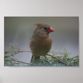 Kardinal-Vogelfotografie drucken Poster