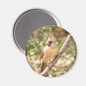 Kardinal von Frauen auf Zweigniederlassung Magnet (Vorderseite/Rückseite)