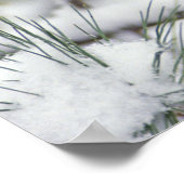 Kardinal von Frauen im Norden in Schneekiefern, Poster (Ecke)