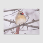 Kardinal von Frauen im Winter Seidenpapier (Vorderseite)