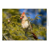 Kardinal von Frauen in Evergreen (Vorderseite (Horizontal))