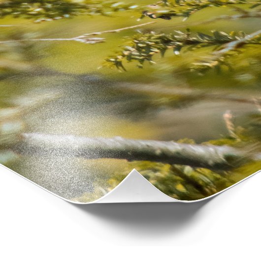 Kardinal von Frauen in Evergreen Fotodruck (Ecke)