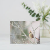 Kardinal von Frauen in Winterzweigen Postkarte (Stehend Vorderseite)
