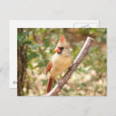 Kardinal von Frauen in Zweigstellen Postkarte (Vorne/Hinten)